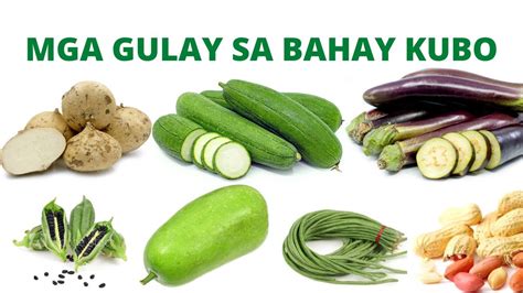 Kantot Kubo sa Katanghalian ng Sarap .